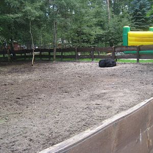 Filmtierpark - Cattle exhibit