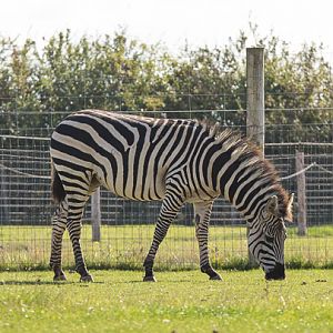 Damara / Burchell's zebra : Hamerton : 31 Aug 2014