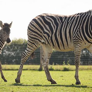 Damara / Burchell's zebra : Hamerton : 31 Aug 2014
