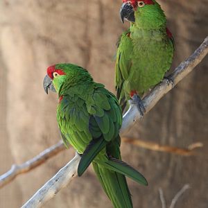 thick billed parrots