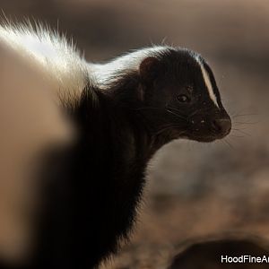 striped skunk