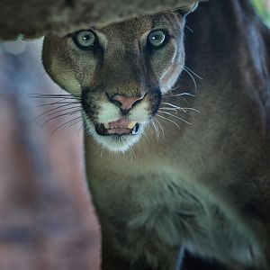juvenile puma (male)