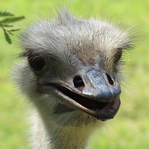 Ostrich