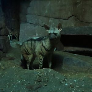 Aardwolf