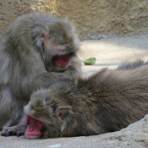 Snow Monkeys
