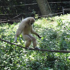 Gibbon High Wire Act