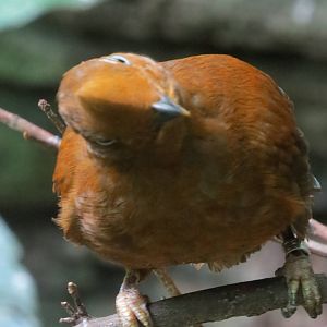 Andean Cock of the Rock