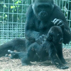 Nassir and Nneka paying