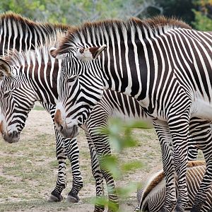 Zebras