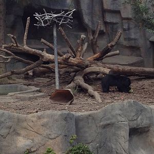 New wobble tree for the Sloth Bears