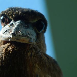 Aug. 2014 - Mahler Family Aviary - Boat-billed Heron