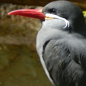Aug. 2014 - Mahler Family Aviary - Inca Tern