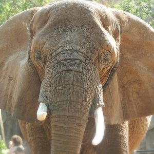 Aug. 2014 - Africa-Asia-South America - Ruth