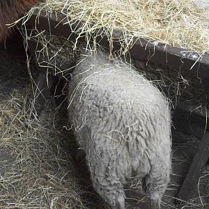 April likes the hayrack, 29th August 2014