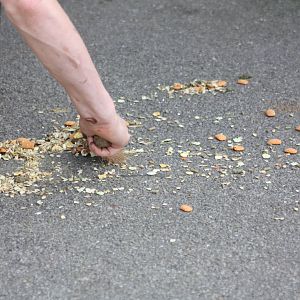 A loyal volunteer cleans up KeeperKatie's Degu food disaster, 30th August 2