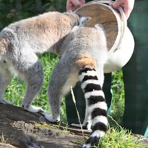 It is only for collecting the uneaten food, 30th August 2014