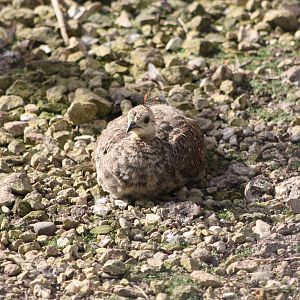 Good camouflage, 30th August 2014