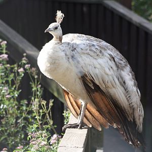 On the rails again, 30th August 2014