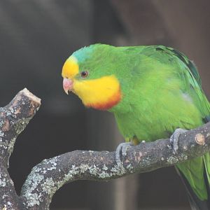 Dancing on a branch, 30th August 2014