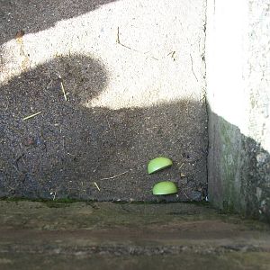 Bait for pig vaccination purposes, 30th August 2014