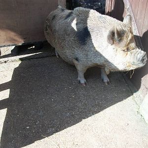 Ready for the needle, 30th August 2014