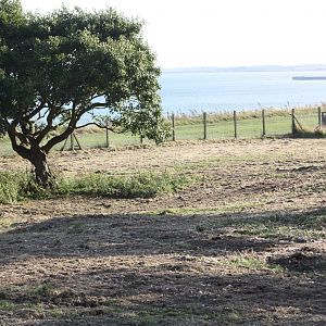 Grass mown in the clifftop paddock, 30th August 2014