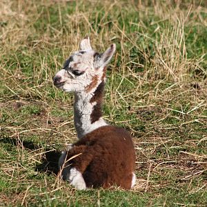 A week old already, 31st August 2014