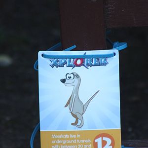Thankfully the only Meerkat at Sewerby, 31st August 2014