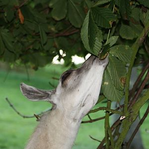 Willow browsing, 31st August 2014