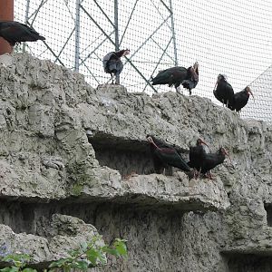 Breeding-wall Northern bald ibis