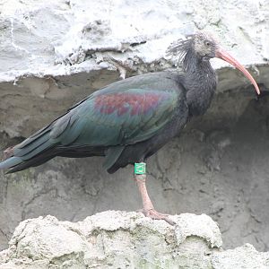 Northern bald ibis