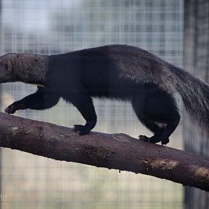 Tayra : Hamerton : 31 Aug 2014