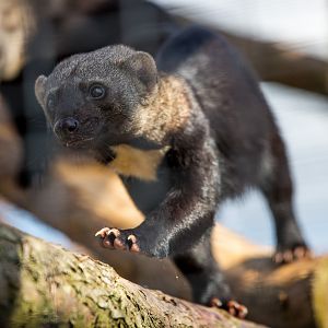 Tayra : Hamerton : 31 Aug 2014