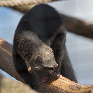 Tayra : Hamerton : 31 Aug 2014