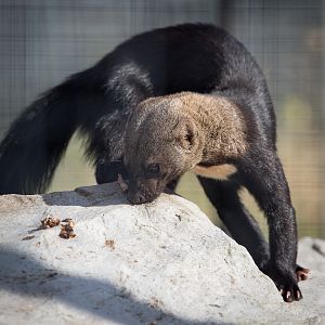 Tayra : Hamerton : 31 Aug 2014