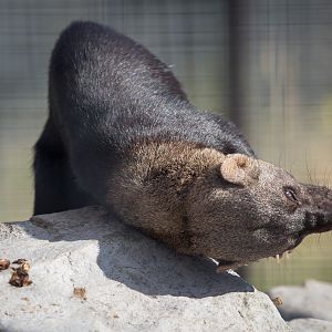 Tayra : Hamerton : 31 Aug 2014