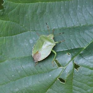 Green shield bug