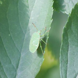 Green shield bug