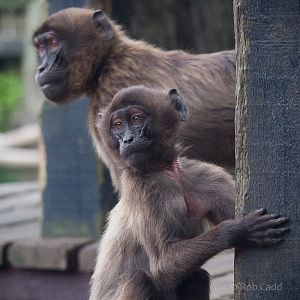 Gelada : Colchester : 22 Aug 2014