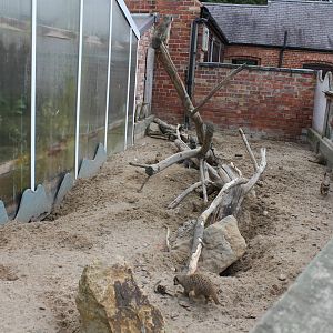 Meerkat Enclosure 15-8-14