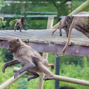 Gelada (play) : Colchester : 22 Aug 2014