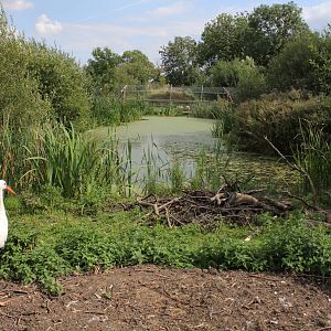 European White stork and Capybara enclosure.