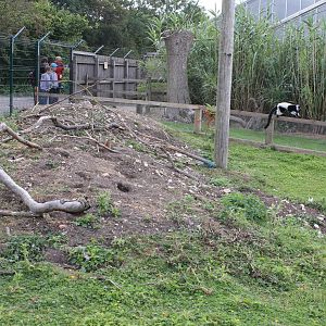 Prairie Dog enclosure 15-8-14