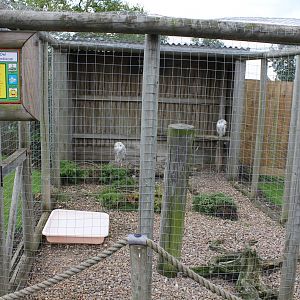 Snowy Owl aviary 15-8-14