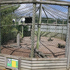 Sacred Ibis aviary 15-8-14