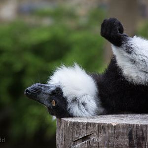 Black-and-white ruffed lemur : Marwell : 08 Aug 2014