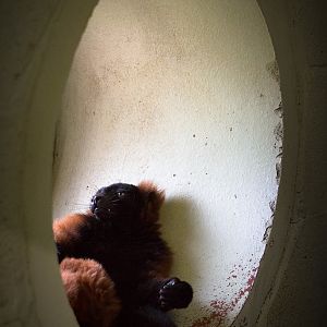 Red ruffed lemur : Marwell : 08 Aug 2014