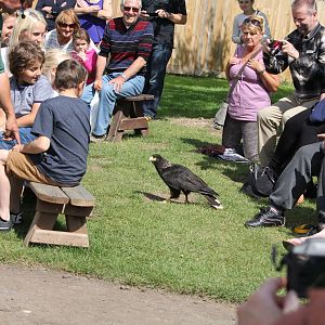 Striated Caracara in falconry display 15-8-14