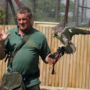 Park owner with Peregrine Falcon 15-8-14
