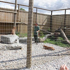 Feeding the Lynx inside their enclosure 15-8-14